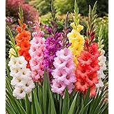 Premium Gladiolus Bulbs for Planting &ndash; Large Flowering Mixed Colors &ndash; Summer Blooming Sword Lily Corms &ndash; Tall Cut Flower Garden Variety (12 Bulbs)