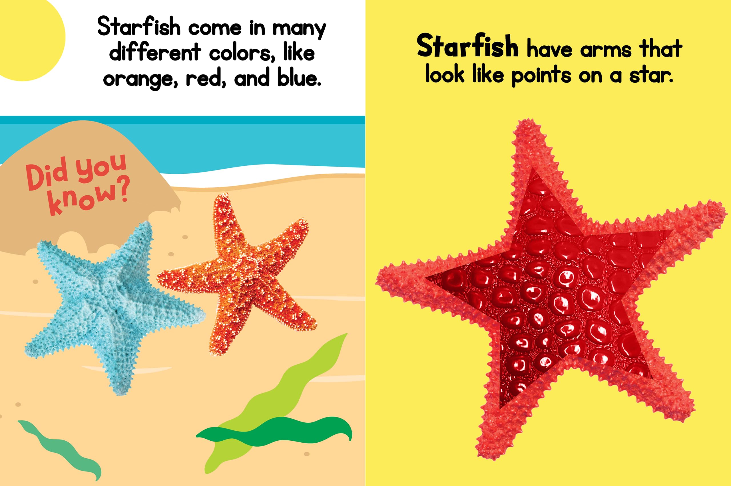 Ocean Friends - Touch and Feel Board Book - Sensory Board Book