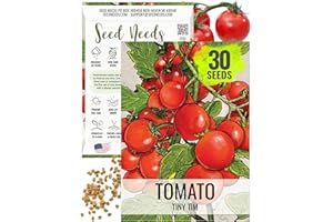 Seed Needs Tiny Tim Tomato Seeds for Planting Dwarf Cherry Tomatoes - Non-GMO Heirloom & Untreated Veggie Seed to Plant a Home Grown Outdoor Vegetable Garden (1 Pack)