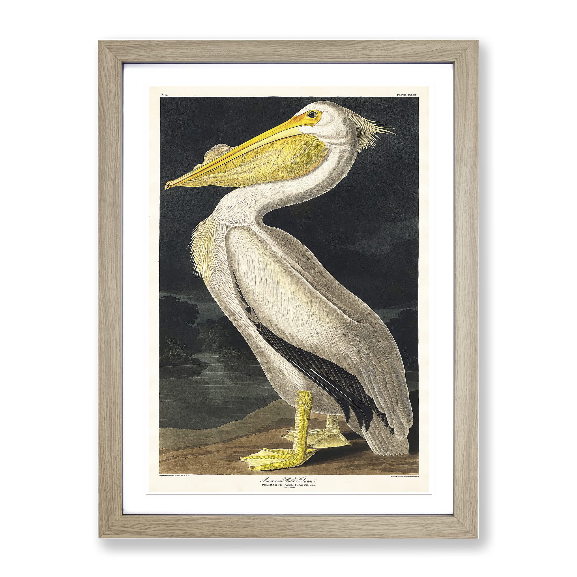 American White Pelican By John James Audubon Vintage Framed Wall Art Print, Ready to Hang Picture for Living Room Bedroom Home Office Décor, Oak A4 (34 x 25 cm)