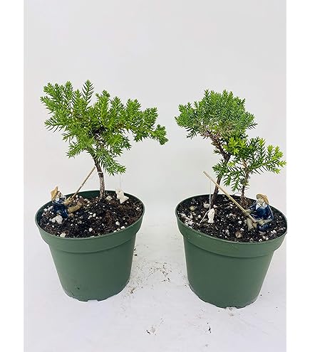 Amazon.com : Jmbamboo - Fern Leaf Plumosus Asparagus Fern - Bonsai Pot  4x4x2 - Easy to Grow - Great Houseplant : Patio, Lawn & Garden
