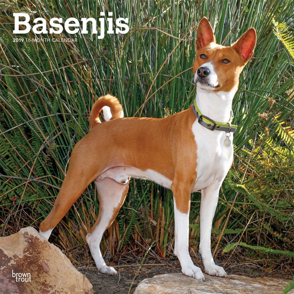 small basenji