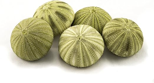 Amazon Com Sea Urchin 5 Green Sea Urchin Shell 5 Green Sea