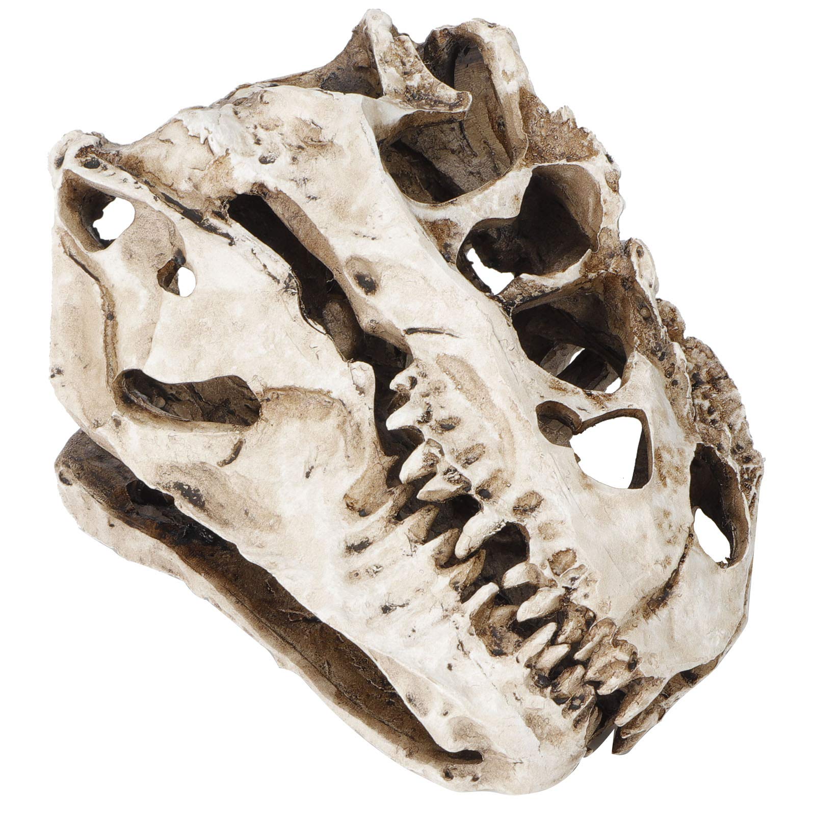 Yctze Resin Dinosaur Skull Personality Animal Skeleton Ornaments Props Halloween Collection Craft Decor Perfect Decoration Gifts Fine Workmansh Craft Props Dinosaur Personality Decor Orn