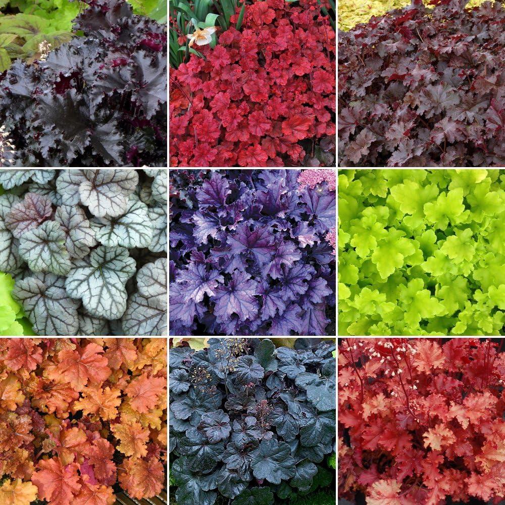 5 x Heuchera Plant Mix High Quality Established Plants in Pots UK