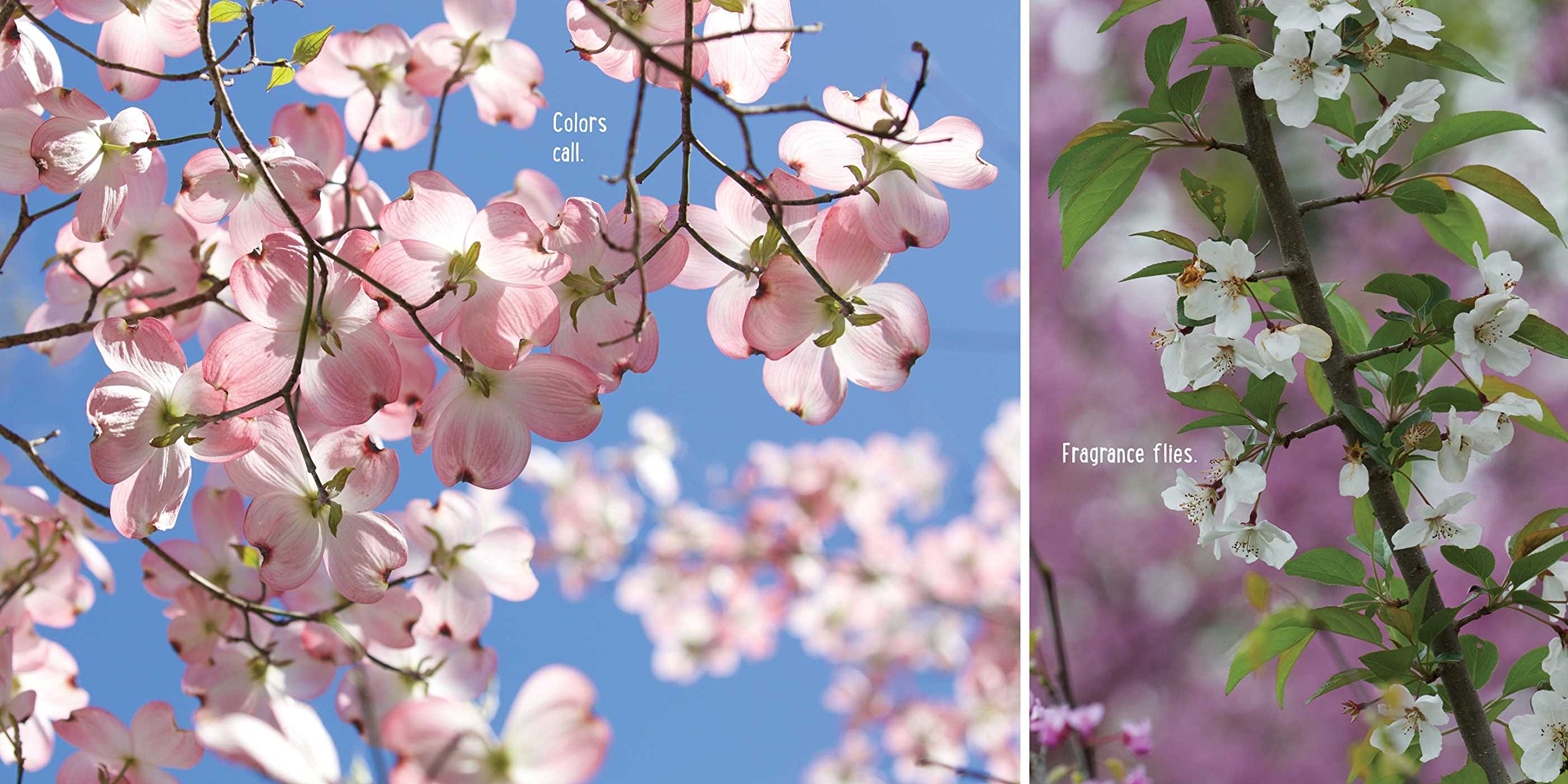 Image result for bloom boom april pulley sayre