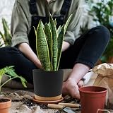 QCQHDU Plant Pot 16.5cm 2 Pack Indoor Outdoor with Drainage Holes & Tray Dark view 6