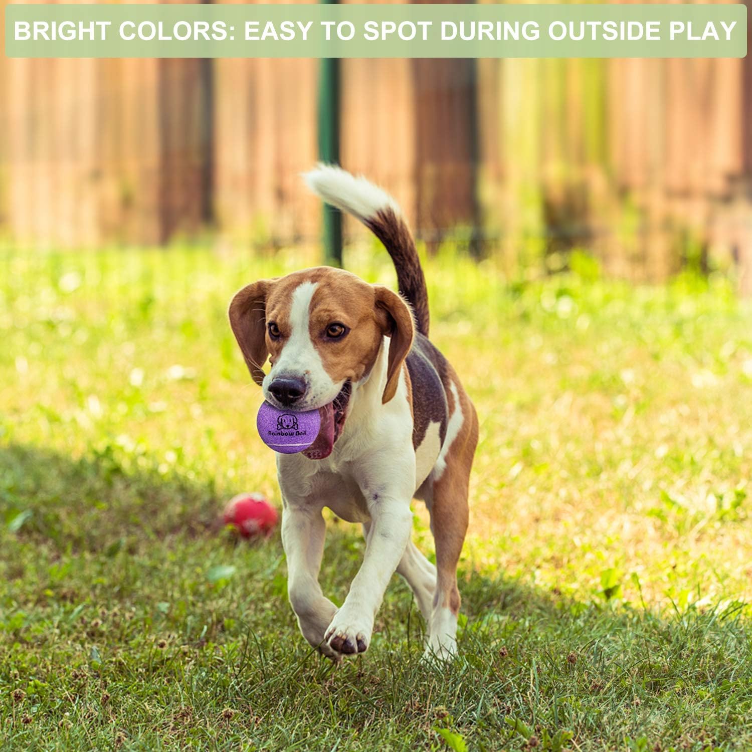 Pet Supplies : PIKASEN Rainbow Tennis Balls for Dogs 2.5" and 2.3" Size 12 Pack 6 Bright Colours Interactive Dog Toys Dog Gift for Large Dogs and Medium Small Dogs : 
