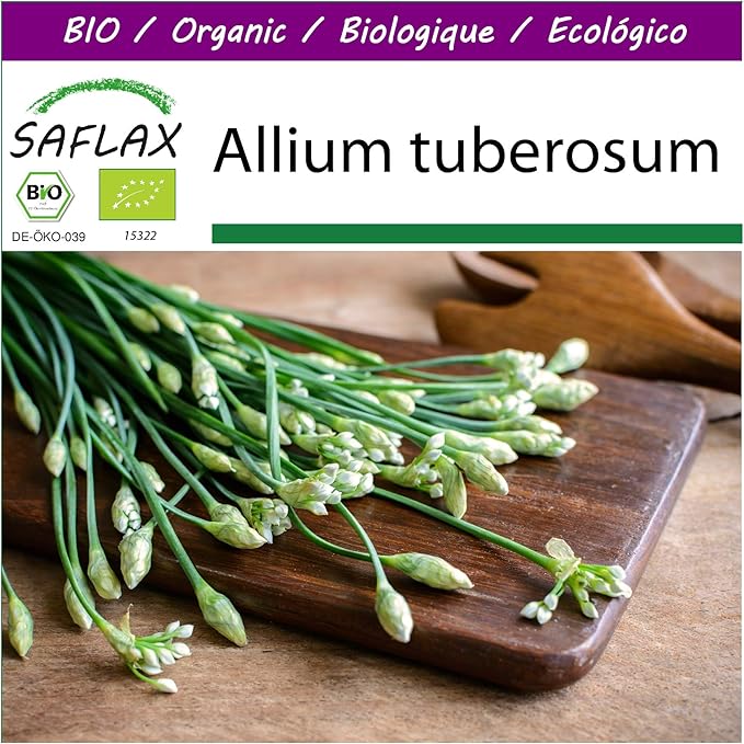 SAFLAX - Big Garden - BIO - Schnitt - Knoblauch - 100 Samen - Mit Gewächshaus, Töpfen, Anzuchtsubstrat und Dünger - Allium tu