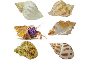 ROPTO Natural MINI Hermit Crab Shells Set – Multi-Sized, Safe & Durable, Perfect for Growing Crabs, Decorative & Functional, Sea Conch Shell for Décor – Variety Pack of Small, Medium Shells 6 PCS