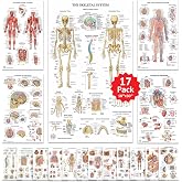 17 Human Anatomy Posters for Walls 18x30 - Medical Posters - Anatomy Charts | Anatomy and Physiology Posters, Medical Posters for Doctors Office, Body Organs Charts, Anatomy Posters for Classroom