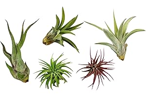 BRIRILINE Variety Pack of Small Tillandsia Air Plants, Assortment of Exotic, Low Maintenance Live Air Plants Including Ionantha Rubra, Caput-Medusae, Harrissi, Velutina, & Ionantha Fuego Plants! (Set of 5)