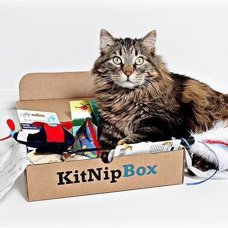 Image result for kitnipbox