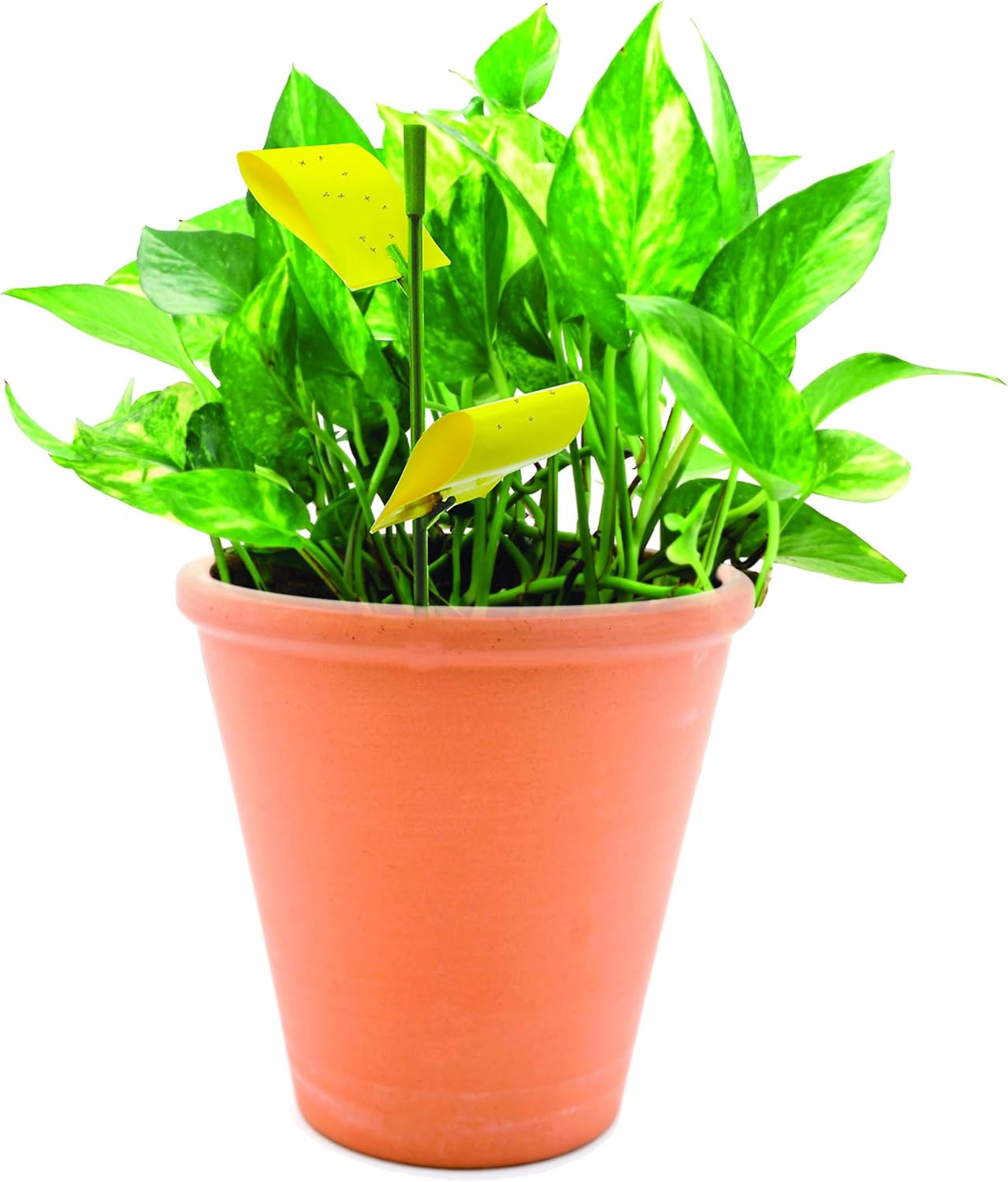 Safer Brand SF5026 Houseplant Sticky Stakes Insect Traps, 1 Pack, One Color : Home Pest Control Traps : Garden & Outdoor