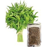 500+ Kangkong Seeds - Rau Muong- Kong Xin CAI- Ong Choy Seeds for Planting- Vegetable Seeds for Yard &amp; Garden Made in USA | Non-GMO | Heirloom | Organic | 95% Germination Rate