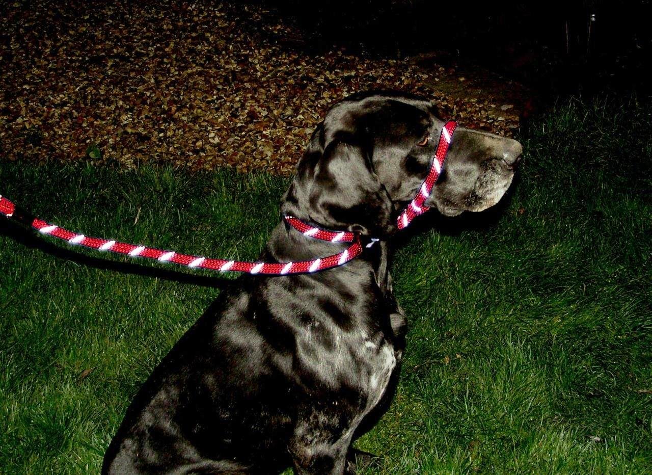 figure of 8 dog collar