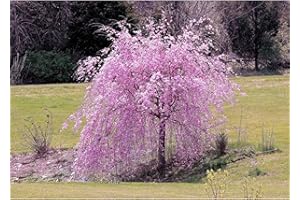 CHUXAY GARDEN Dwarf Purple Weeping Cherry Tree-Weeping Higan Cherry,Prunus pendula 'Pendula Rosea' 5 Seeds Striking Landscaping Plant