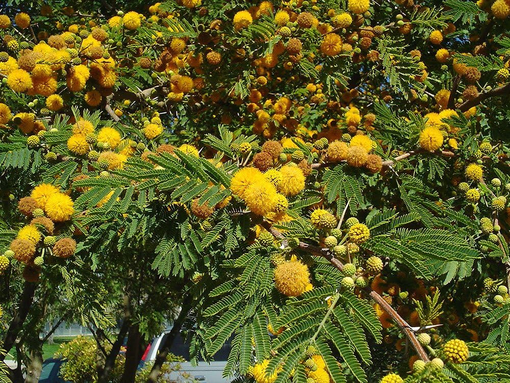 Sweet Acacia Acacia Farnesiana Heirloom GMO Free Acacia 10 seeds per