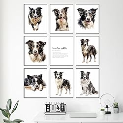 BigWig Prints Border Collie Wall Art - Border