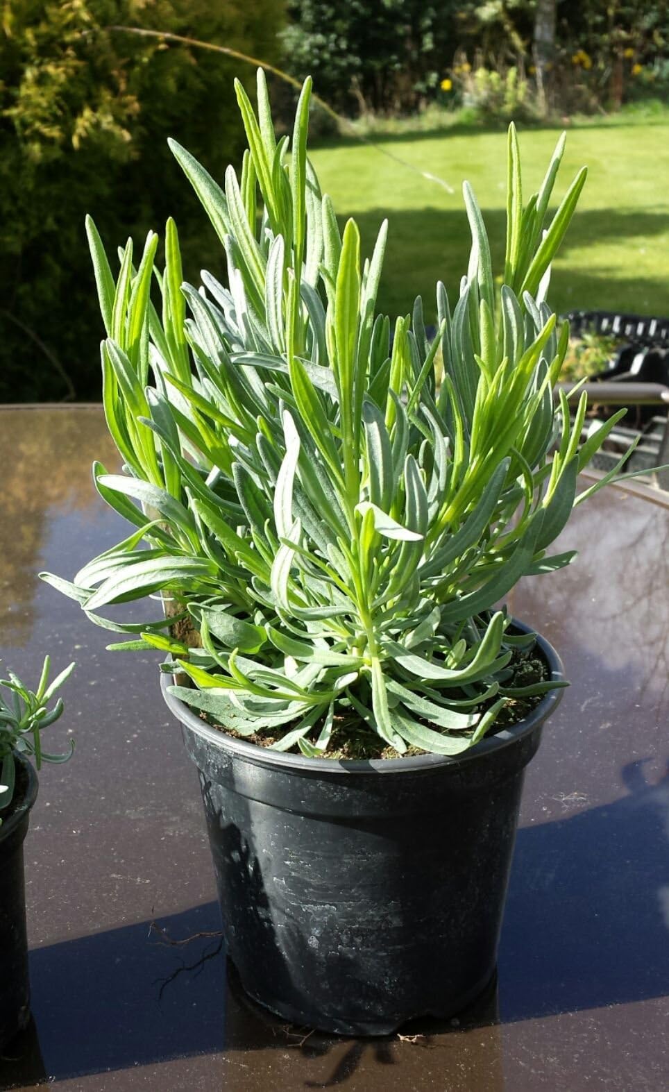 Lavender HIDCOTE 1 LTR Perennial Plants Borders Hedging Patio