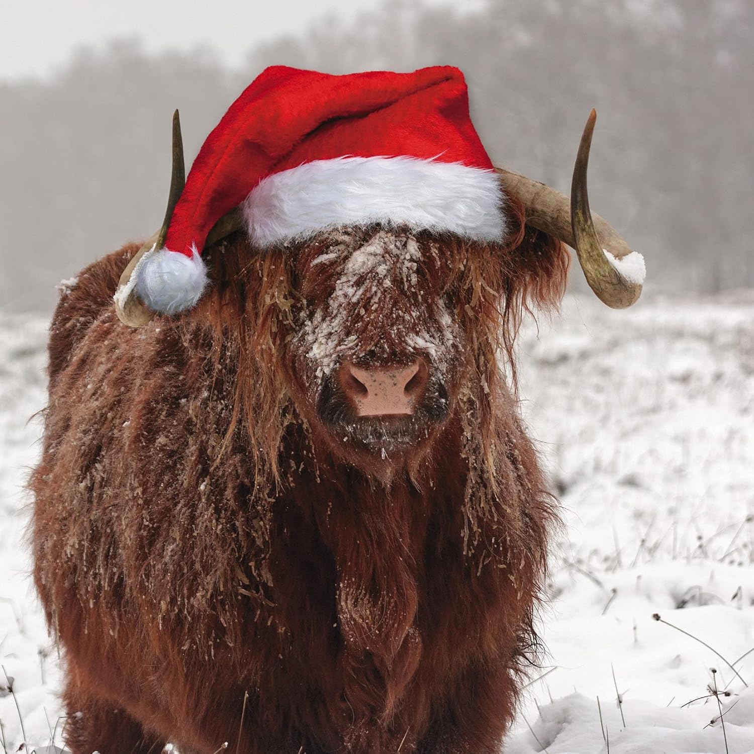 GBCC Charity Christmas Cards - Pack of 6 Premium Christmas Greeting Cards with Envelopes - Festive Highland Cow in the Snow - Supporting UK Charities
