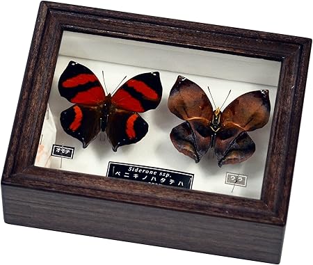 Amazon 美しい蝶の標本 名和昆虫博物館企画 製作 ベニキノハタテハの表裏 セット標本 生態 採集 おもちゃ