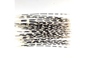 Heyiwell 10Pieces Thin African Porcupine Quills 12"~14" Inch Long