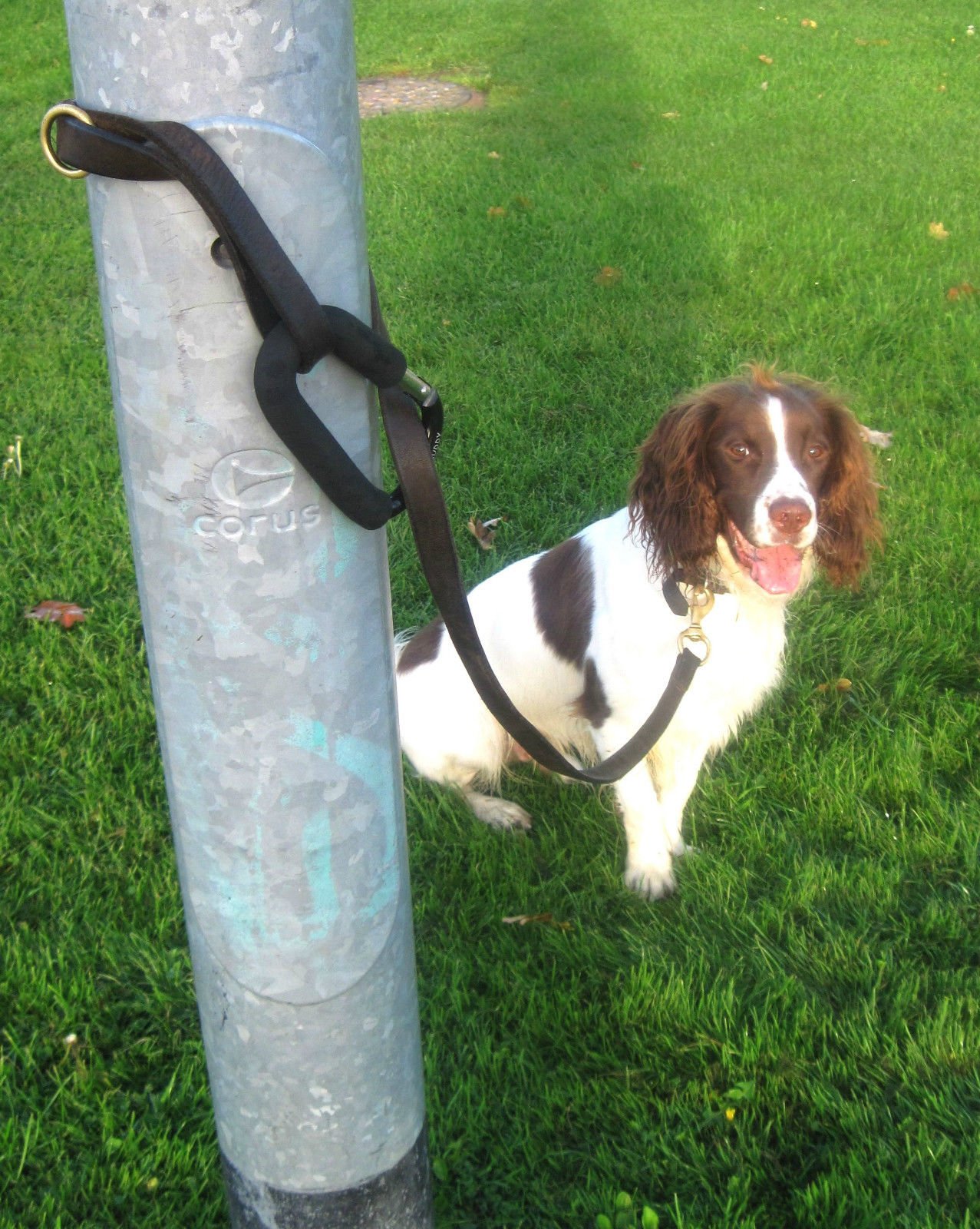 My Dog Clip, 19.5 x 10 cm