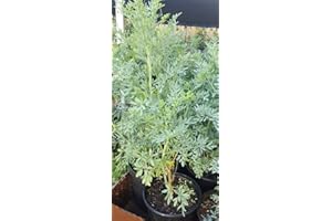 BOTANICA LA MARINA Plant, Ruda Plant Common Rue Ruta graveolens Herb of Grace 5 to 7 inches Tall