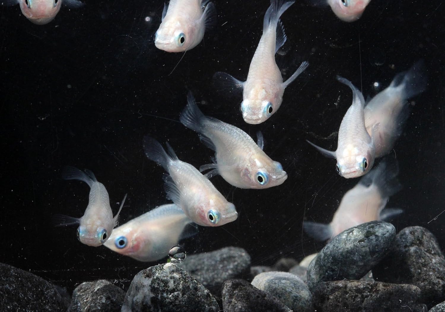 Amazon 白ダルマめだか サイズｍ ｌ 5尾セット 生体 めだか本家 観賞魚 水中生物 通販