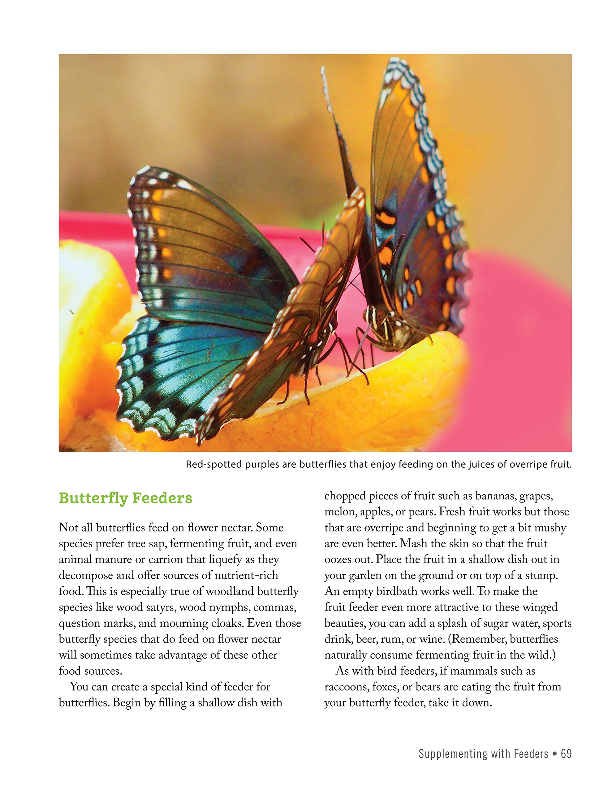 National Wildlife Federation(R): Attracting Birds, Butterflies, and Other Backyard Wildlife, Expanded Second Edition (Creative Homeowner) 17 Projects & Step-by-Step Instructions to Give Back to Nature National Wildlife Federation(R): Attracting Birds, Butterflies, and Other Backyard Wildlife, Expanded Second Edition (Creative Homeowner) 17 Projects & Step-by-Step Instructions to Give Back to Natur