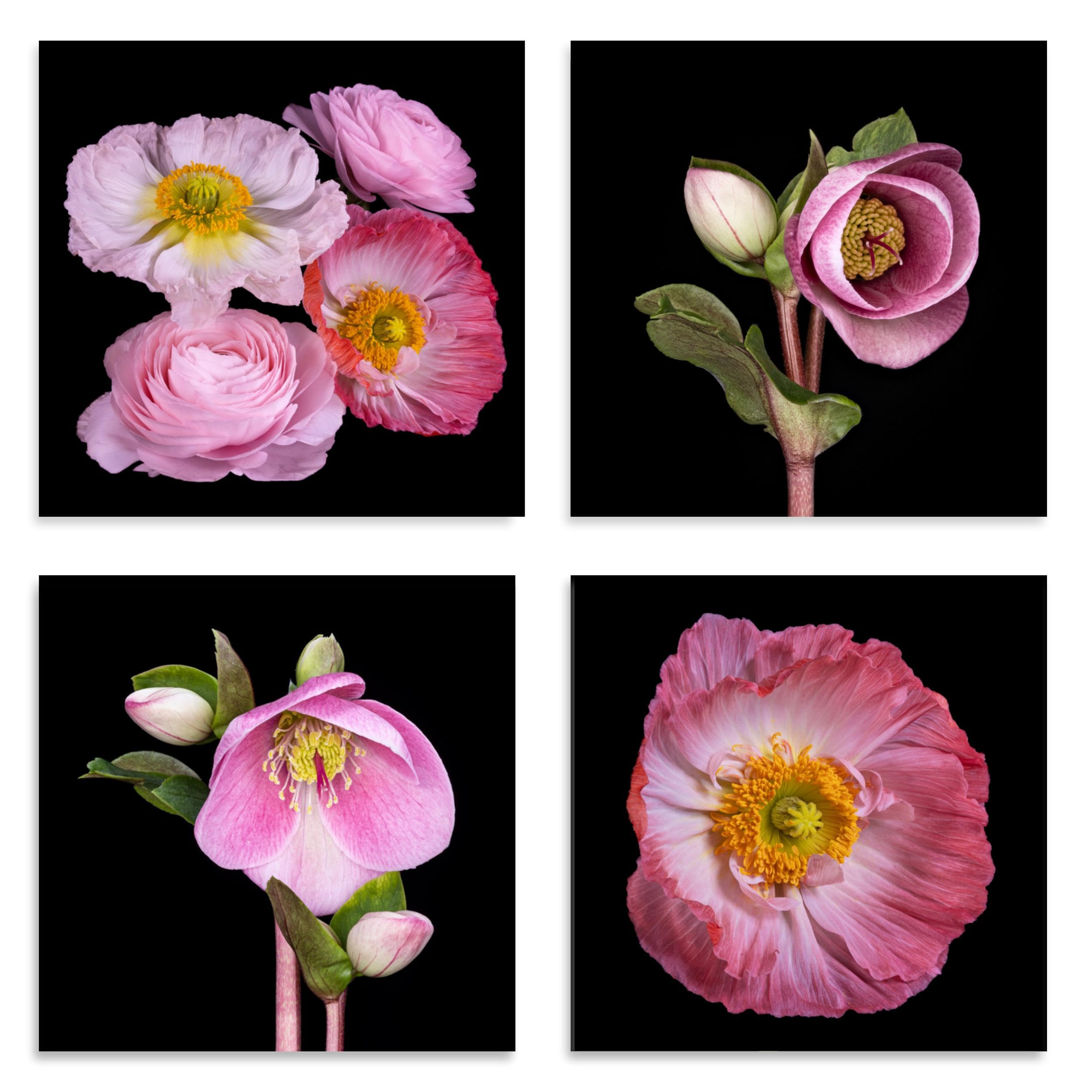 Kay Minter Flower Art Cards - Poppy & Hellebore Pink Set of 4 With Envelopes - Blank Inside