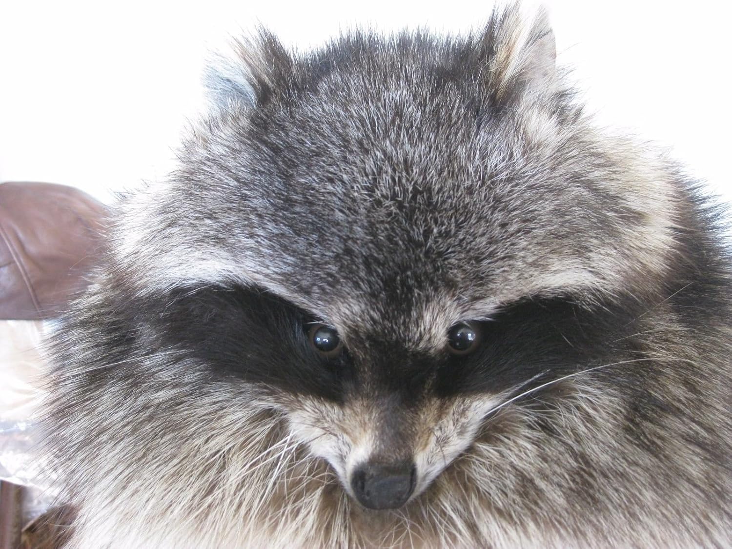 raccoon hat with face
