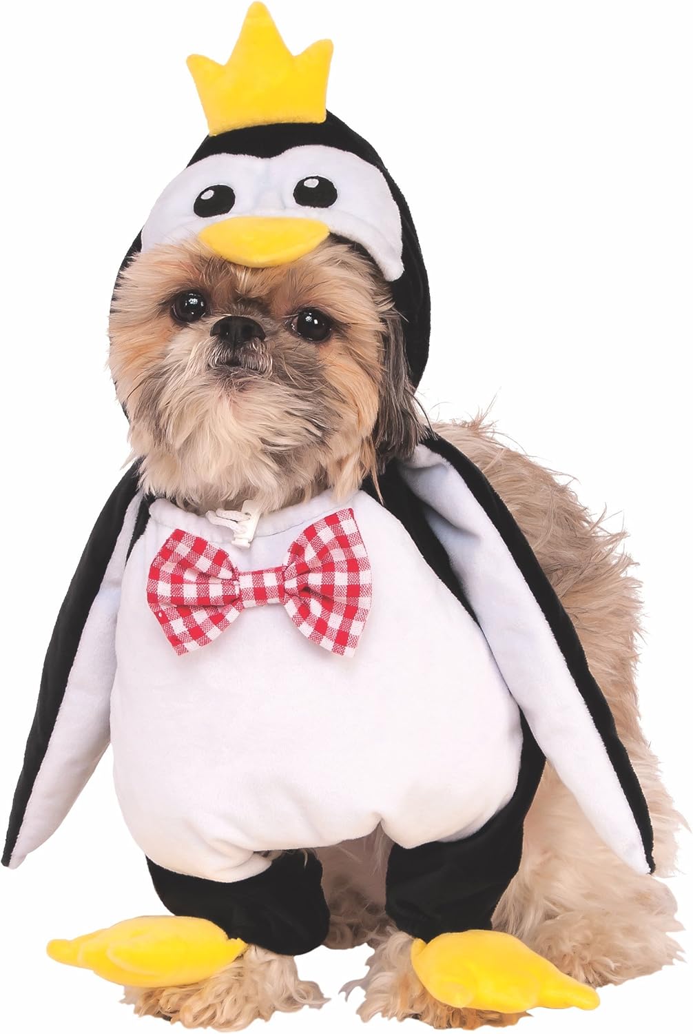 shih tzu cross dachshund for sale