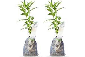 DAISY SHIP Night Blooming Jasmine Live Plant - Cestrum Nocturnum. Fragrant Flowering Shrub for Garden, Patio or Window (2 ngt.jas sacs)