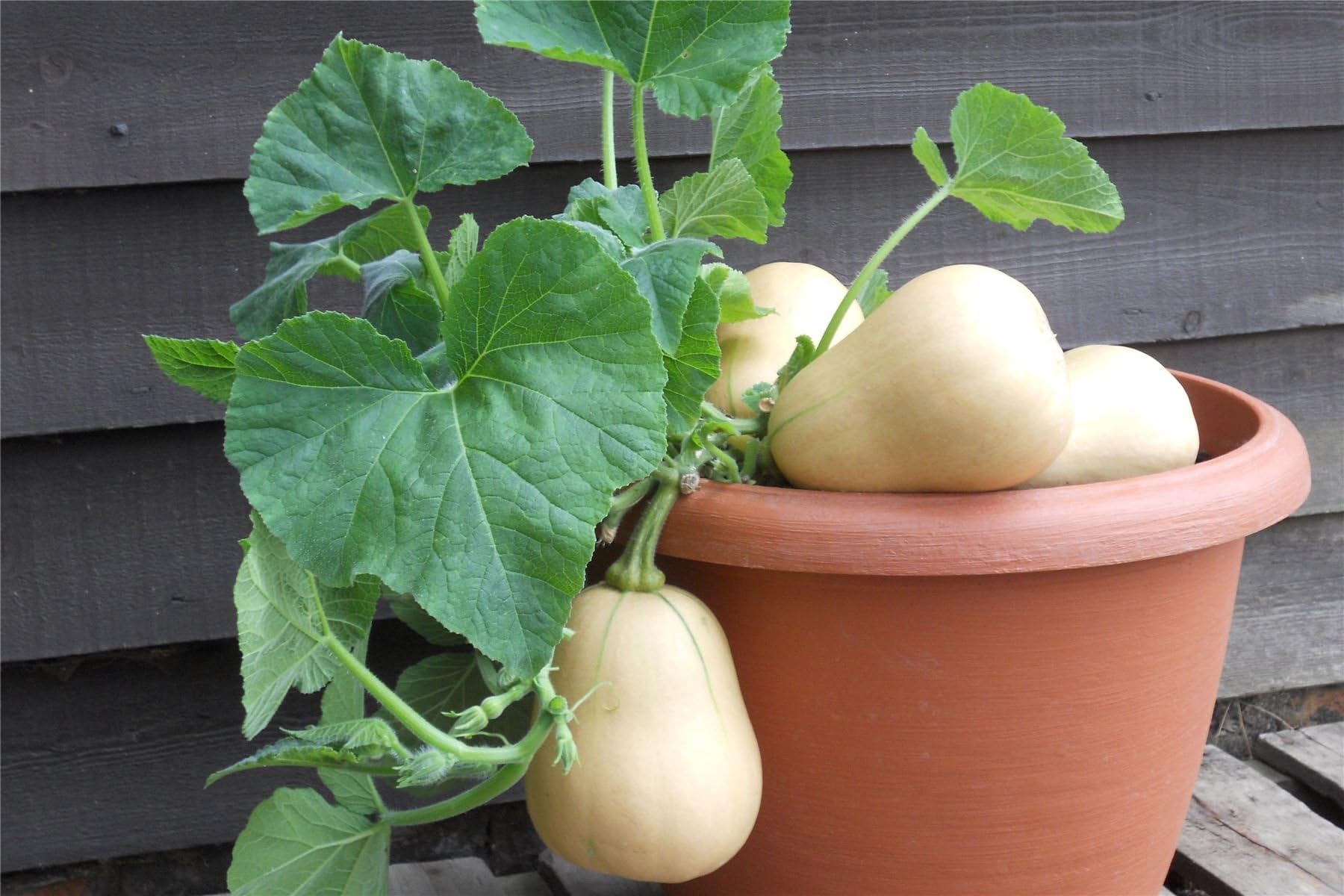 Vegetable - Kings Seeds - Picture Packet - Squash Winter Butternut - Butter Bush F1