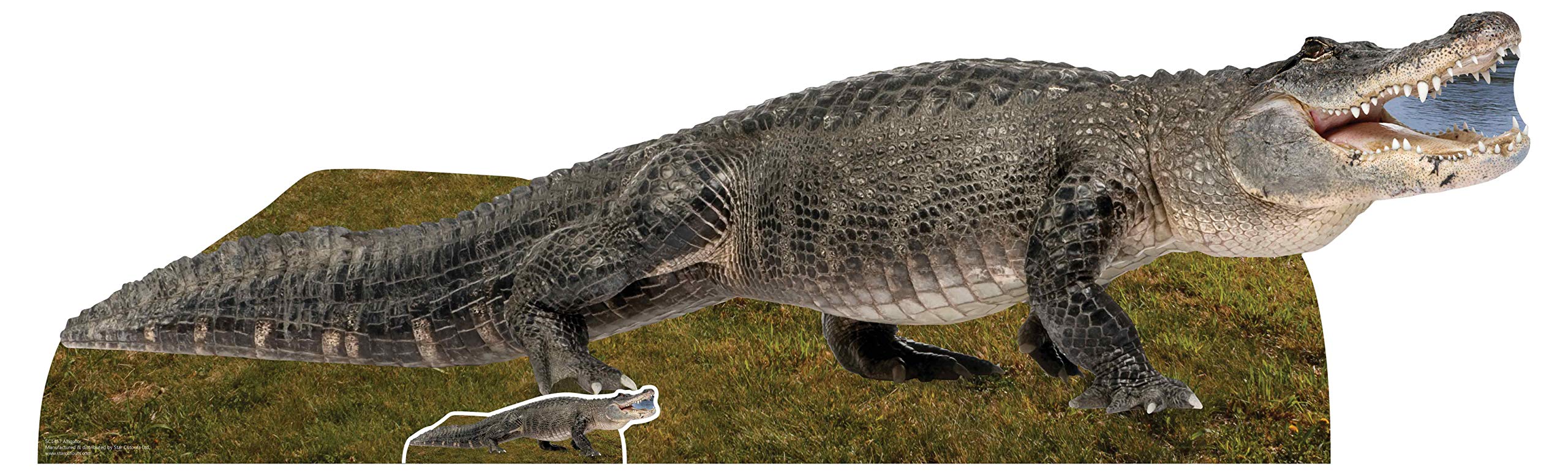 Star Cutouts SC1457 Fresh Water American Alligator Cardboard Cutout – 58cm Display | Fun Wildlife, Nature & Safari Party Decoration