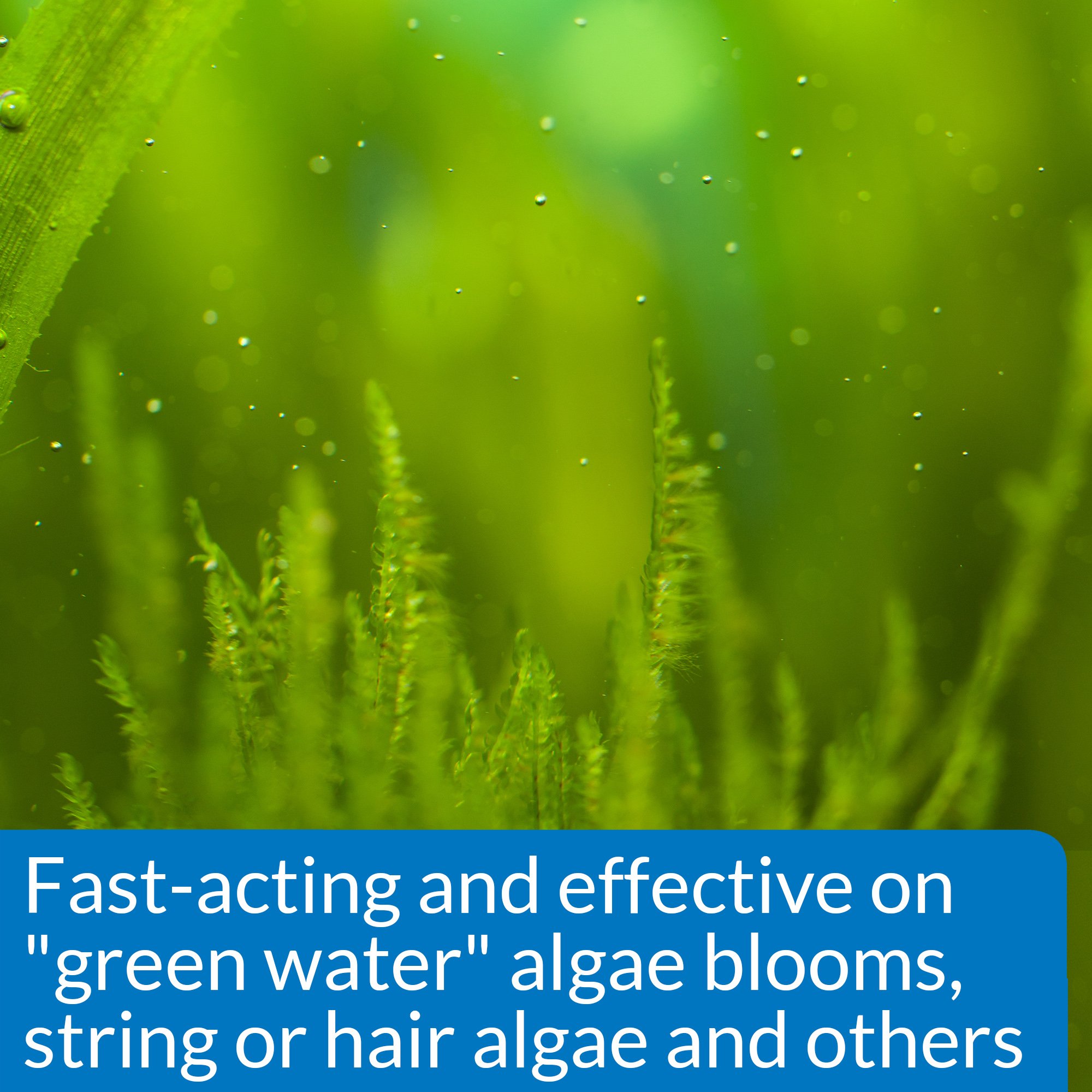 API ALGAEFIX Algae Control 16-Ounce Bottle