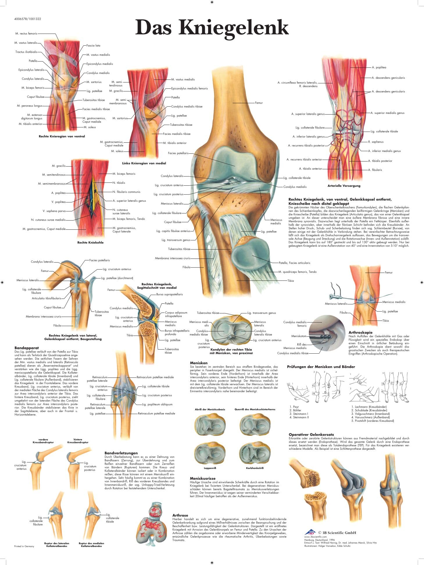 3B Scientific – Laminated Human Heart Chart – Anatomy & Physiology – UV & Dust-Protected Poster for Study, Teaching & Clinics