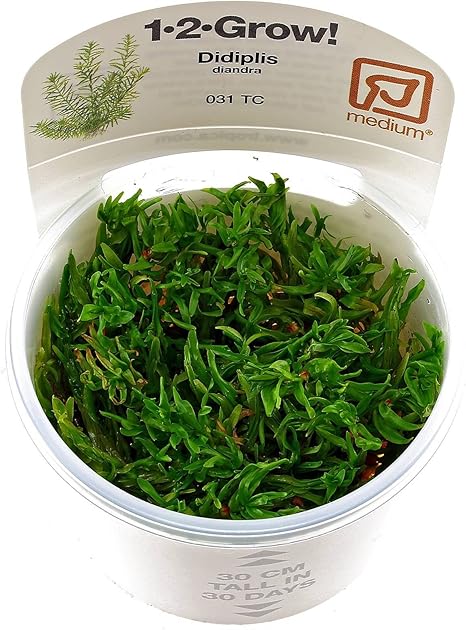Tropica Hygrophila Siamensis 53b 1 2 Grow Tissue Culture In Vitro Live Aquarium Plant Shrimp Safe Snail Free Fish Aquatic Pets Pet Supplies Hotelexpert Gr