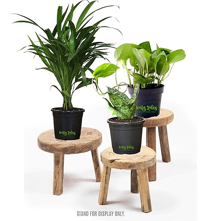 Leafy Tales Set of 3 Air Purifying Plants Combo- Areca Palm, Sansevieria Green & Green Money Plant in Black Plastic Pot| Air Purifier Live Indoor Plant. Stands for Display only.