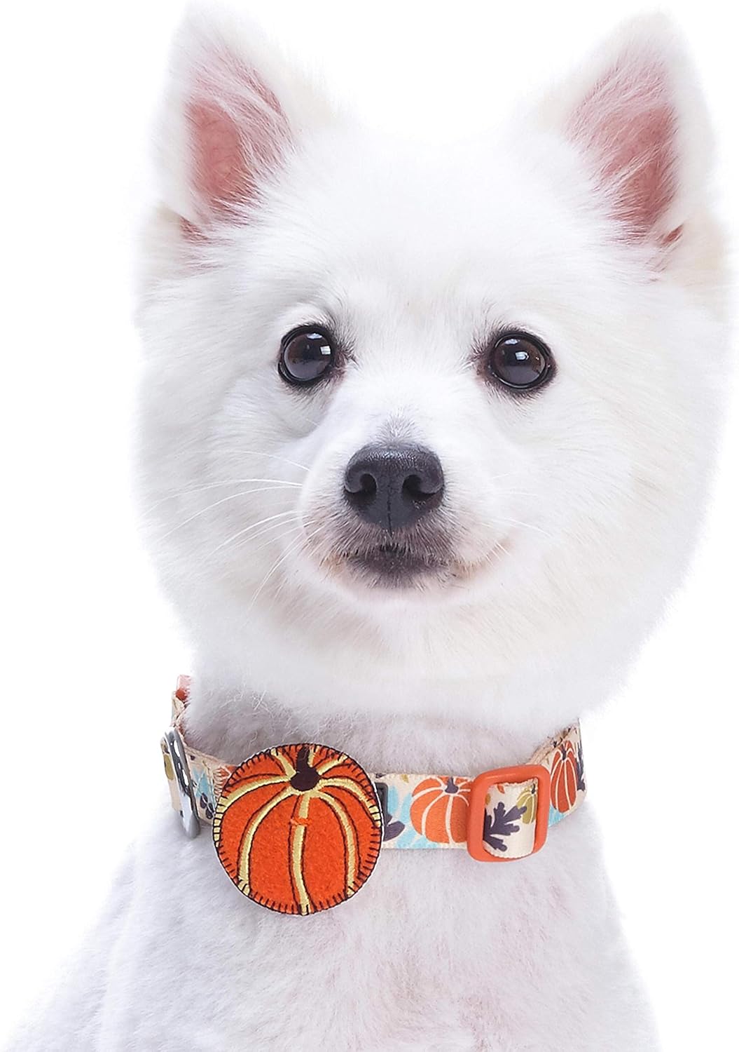 Blueberry Pet 8 Patterns Thanksgiving Fall Harvest Festival Pumpkin Designer Adjustable Dog Collar with Decoration, Large, Neck 18"-26" : Pet Supplies
