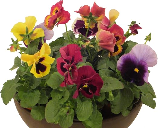 Dominik Flores y Plantas, Invierno Flor Pensamientos (Viola F1 ...