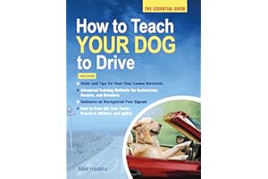HOW TO TEACH YOUR DOG TO DRIVE
