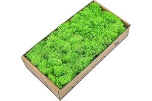 PEXTIAN Artificial Moss Light Green, 8oz Preserved Moss, Decorative Reindeer Moss for Plants Indoor, Crafts, Wall Art Decor, Potted Plant, Terrariums, Wedding, Home, Garden, DIY Project, Floral Arrangements