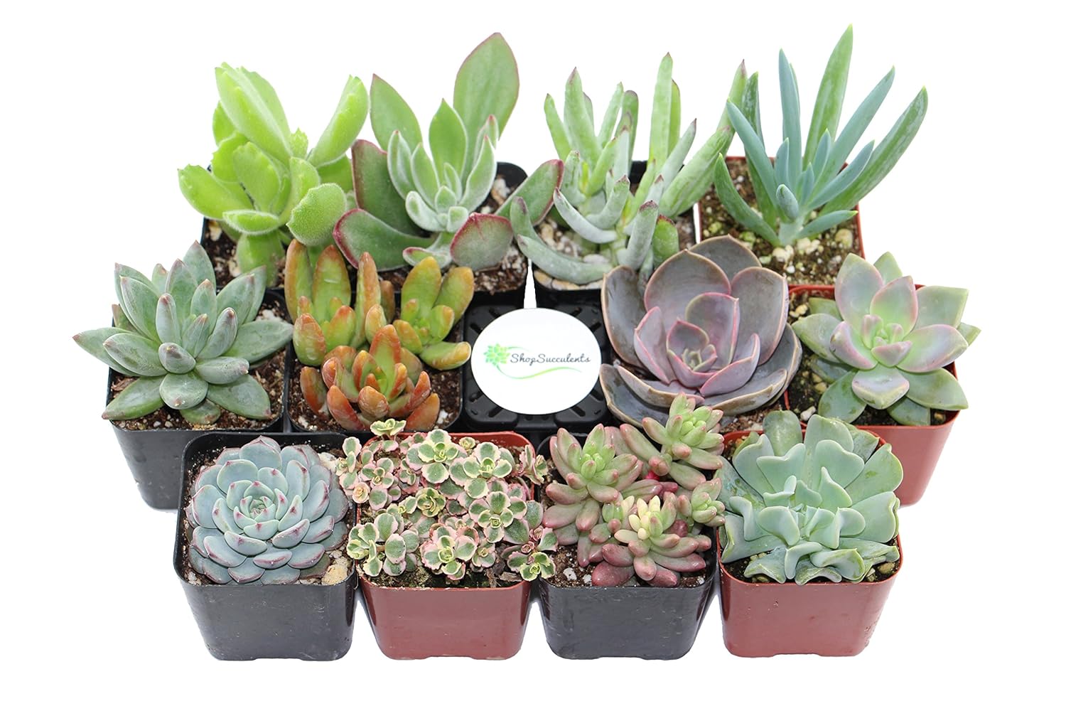 Shop Succulents Unique Succulent (Collection of 20)