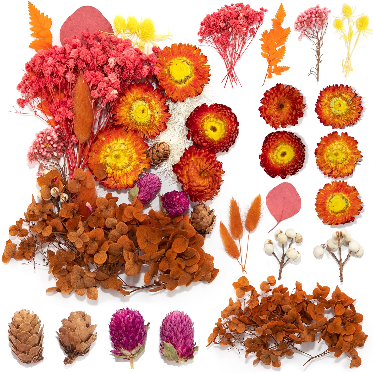 iDattel Natural Dried Flowers - Mixed DIY Set for Arts & Crafts (Autumn Colours)