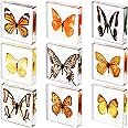 9 Pieces Real Butterfly Specimens Set Resin Butterfly Paperweight Square Framed Butterfly Taxidermy Butterfly Specimen Collection Display for Home Office School Science Education Toys 3 x 3 x 0.6 Inch