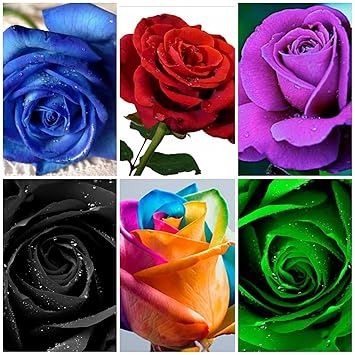 BEE Garden (6 Varieties 60 Seeds) Mixed Variety Rose Flower Seeds (Rainbow, Red, Purple, Green, Blue, Black)