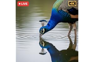 Reflecting Peacock Lake: Serene Bird Ambience